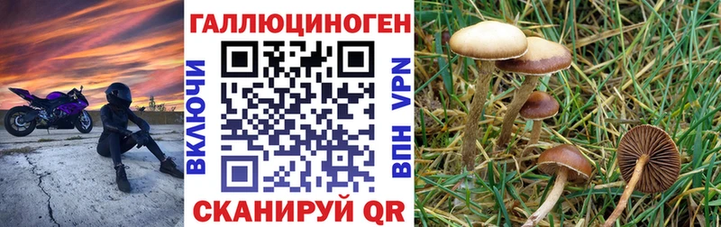 дарнет шоп  Шадринск  Псилоцибиновые грибы прущие грибы 